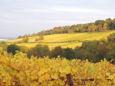 Vignoble de Dorlisheim à l'automne - Photo G.GUYOT - Gite en Alsace