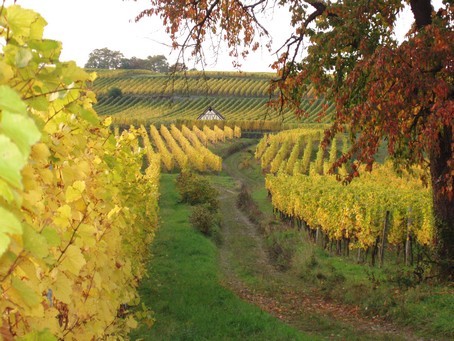 Vignoble de Dorlisheim à l'automne - Photo G.GUYOT - Gite en Alsace